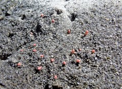 Anemonactis clavus