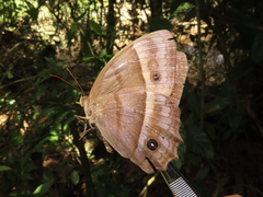 Taygetis asterie