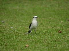 Fluvicola nengeta