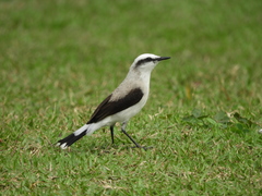 Fluvicola nengeta