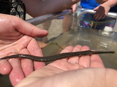 Fistularia tabacaria