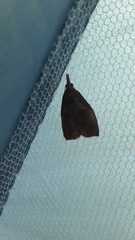 Lepidoptera