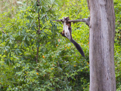 Indian Giant Flying Squirrel photo 2