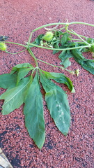 Cyclanthera dissecta