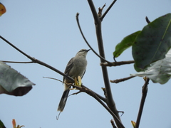 Mimus saturninus