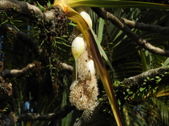 Pandanus