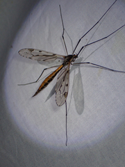 Tipula metacomet