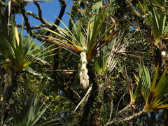 Pandanus