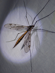 Tipula metacomet