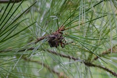 Araneus bicentenarius