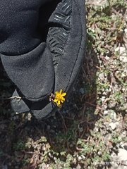 Thymophylla tenuifolia