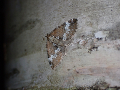 Perizoma alchemillata