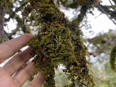 Macromitrium microstomum