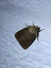 Pseudorthodes