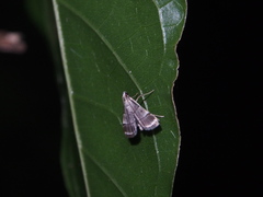 Cangetta hartoghialis