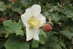 Hibiscus makinoi