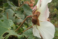 Hibiscus makinoi