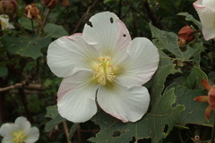 Hibiscus makinoi