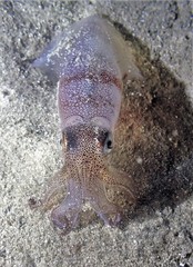 Uroteuthis