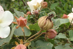 Hibiscus makinoi