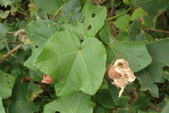 Hibiscus makinoi