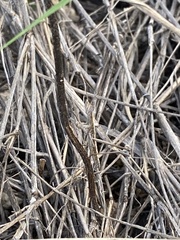 Yersiniops sophronicus