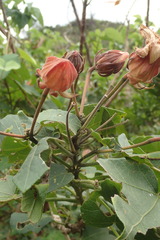 Hibiscus makinoi