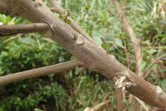 Hibiscus makinoi