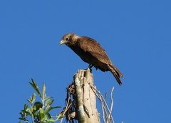 Daptrius chimachima