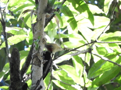 Celeus flavescens