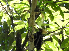 Celeus flavescens