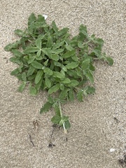 Froelichia xantusii