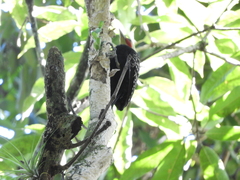 Celeus flavescens