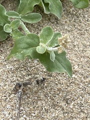Froelichia xantusii