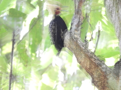 Celeus flavescens
