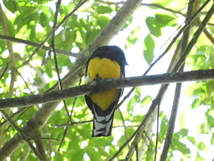 Trogon viridis