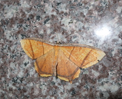 Thinopteryx crocoptera