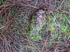 Elaeomyxa cerifera