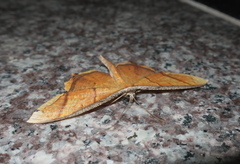 Thinopteryx crocoptera