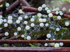 Elaeomyxa cerifera