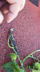 Cyclanthera dissecta