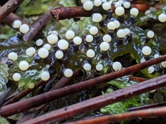 Elaeomyxa cerifera