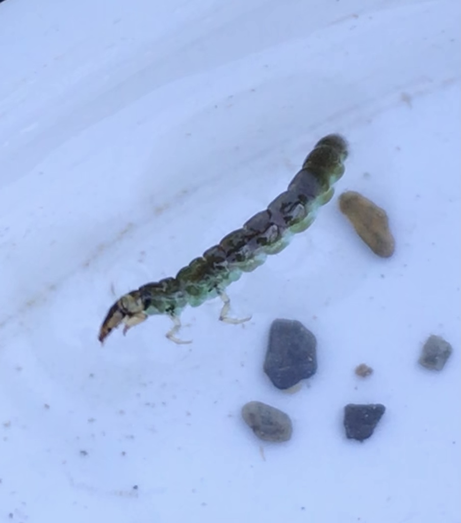 Hydrobiosis gollanis