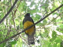 Trogon viridis