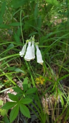 Penstemon tenuiflorus