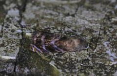 Grapholita prunivora