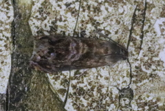 Grapholita prunivora