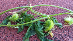 Cyclanthera dissecta