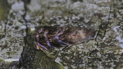 Grapholita prunivora