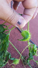 Cyclanthera dissecta